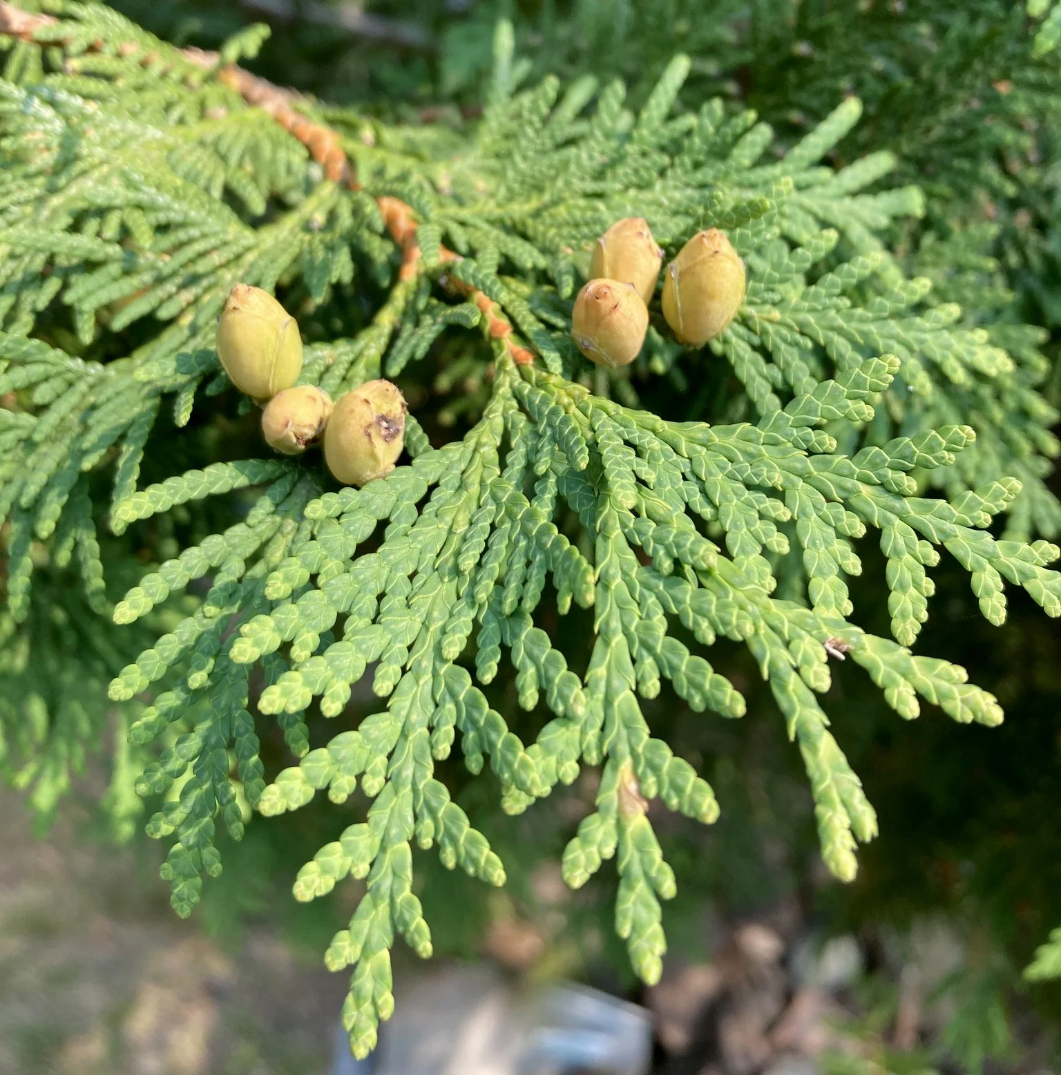Cedar Leaf, (Thuja)