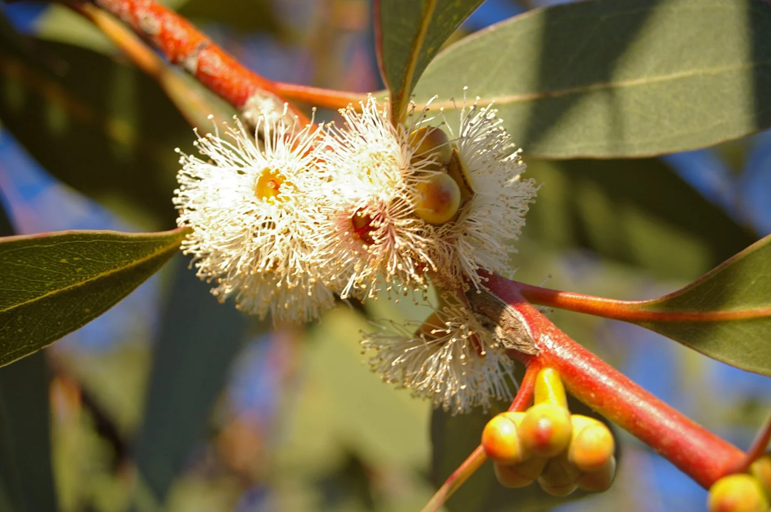 Eucalyptus, (Mint (Wild)