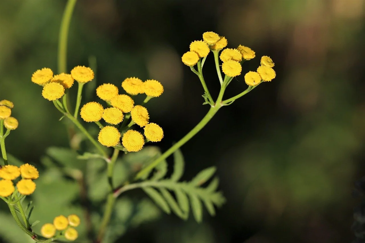 Helichrysum, (Gymnocephalum)