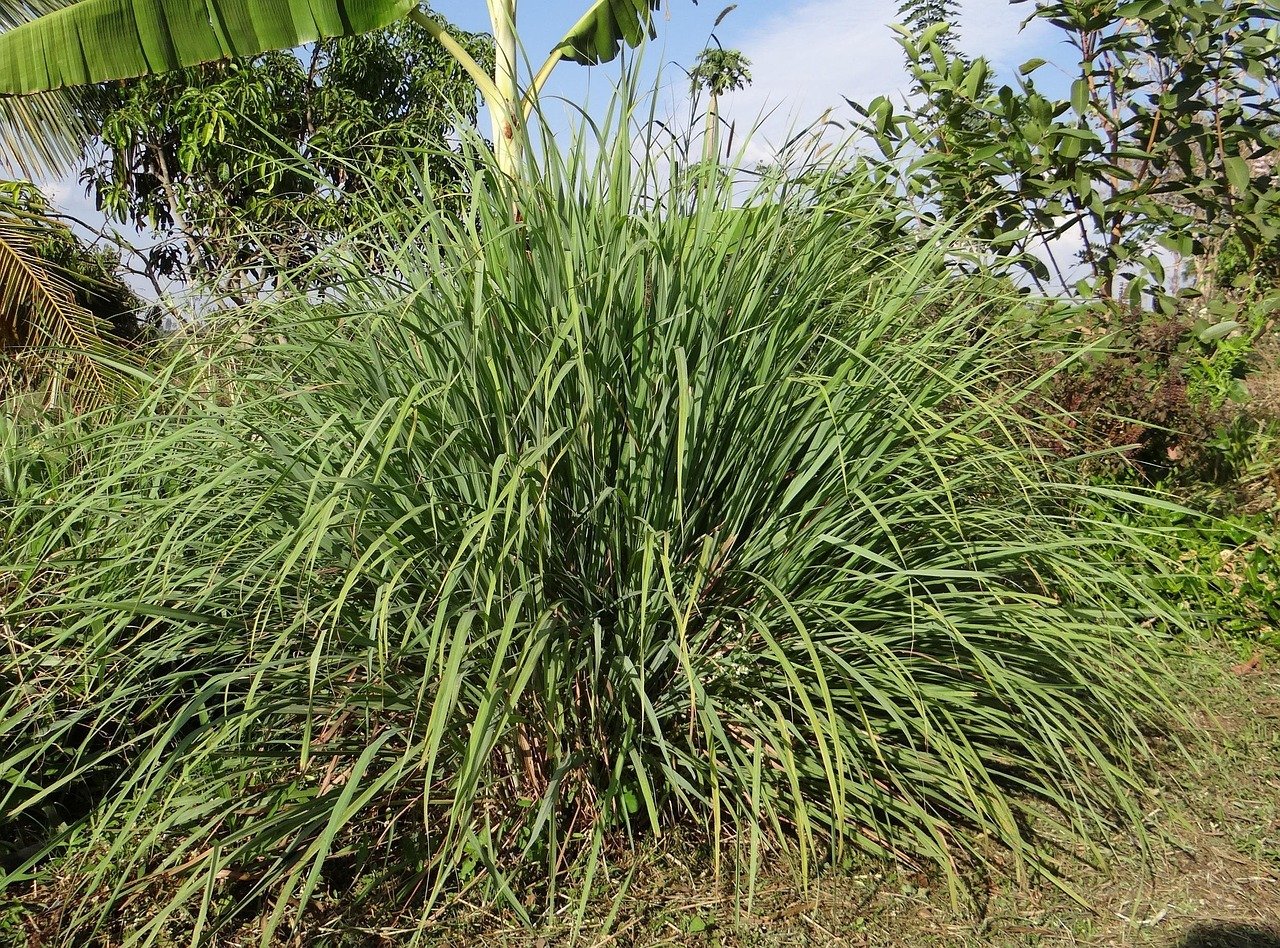 Lemongrass, (S.American)