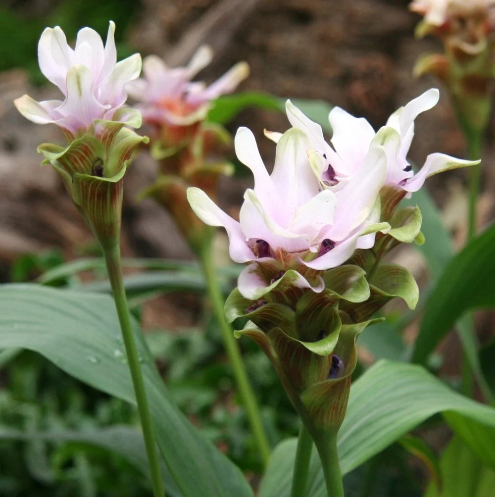 Curcuma Zedoaria