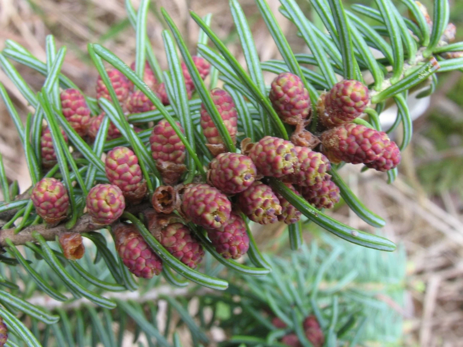Fir (Balsam) (Organic)