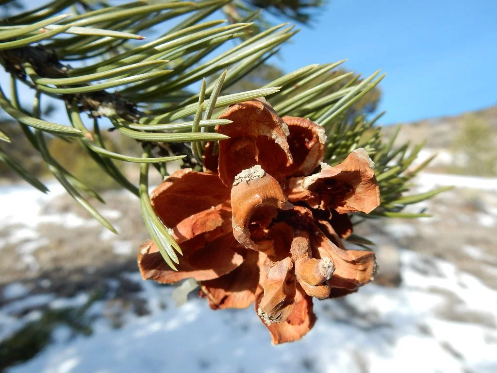 Pine (Pinon) (Cones Only)