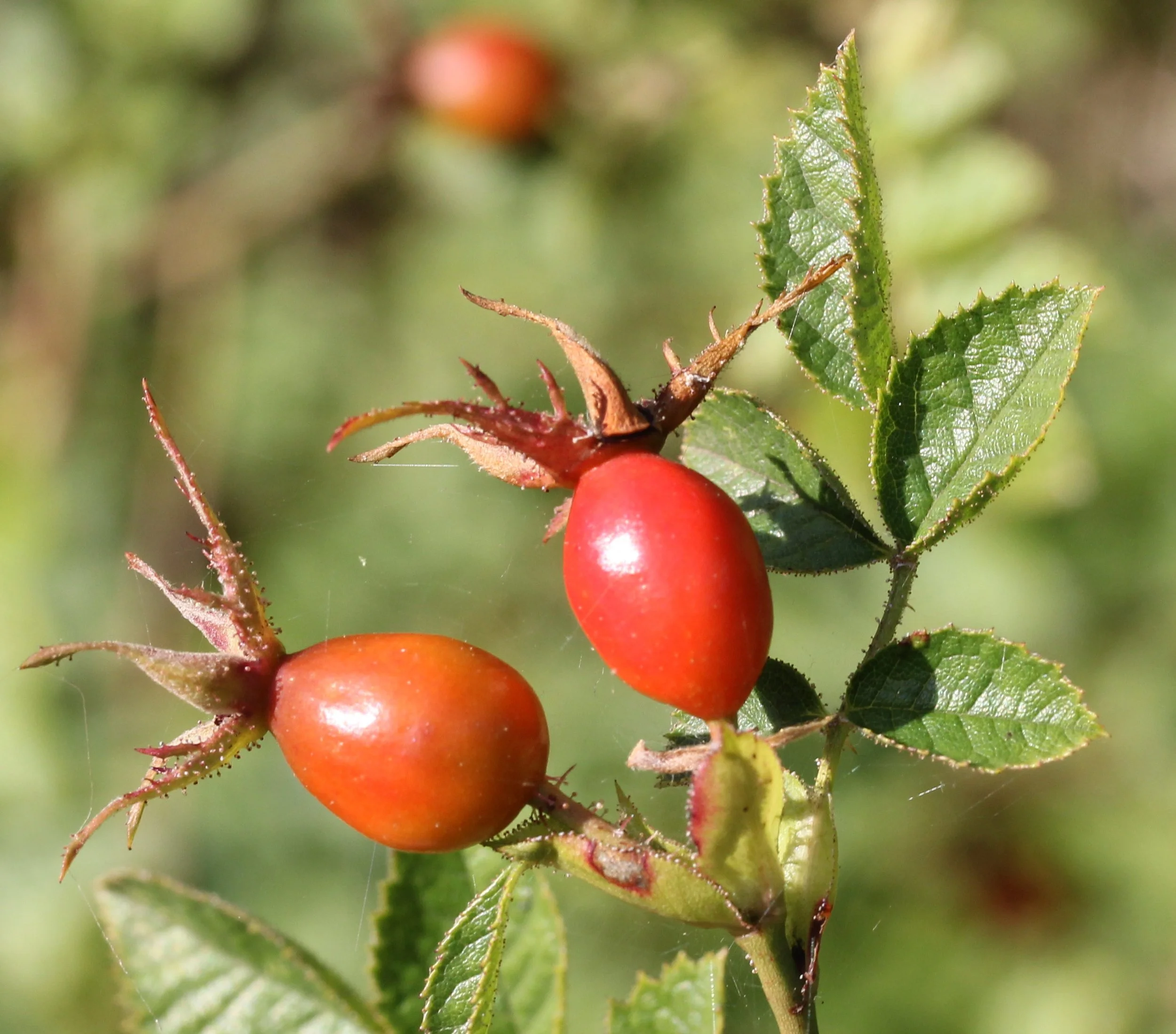 Rosa Rubiginosa (Rose Hip Seed) Lycotop