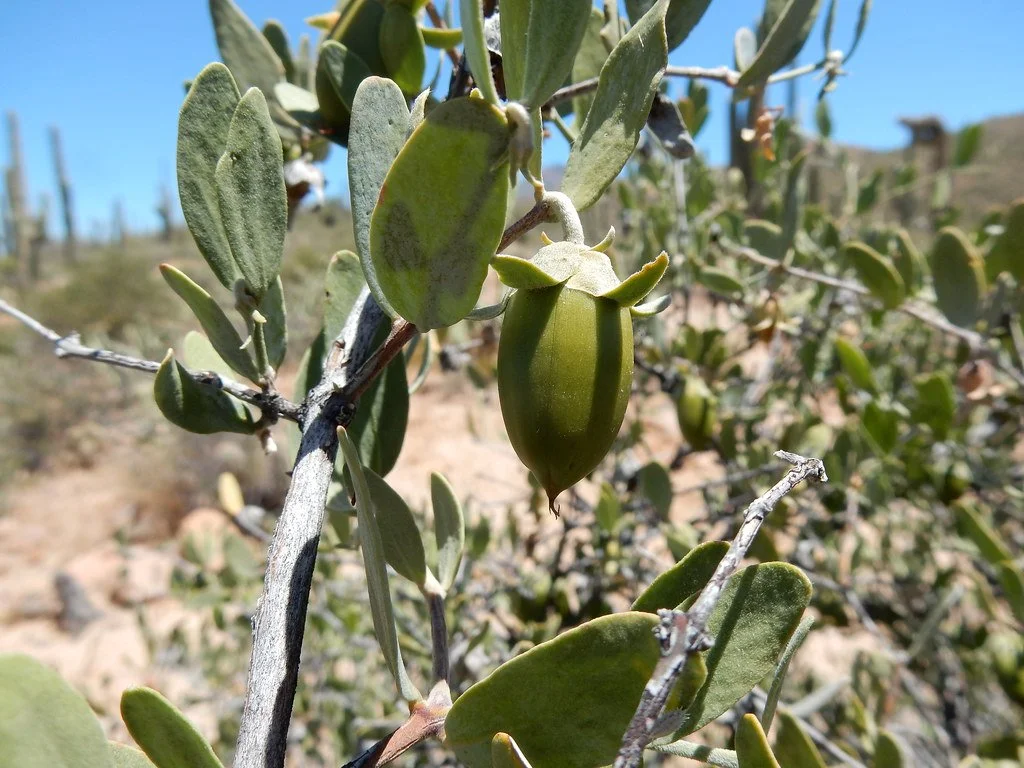 Jojoba Oil