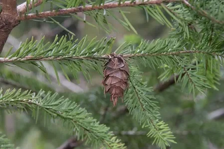 Fir, Douglas (France) Organic