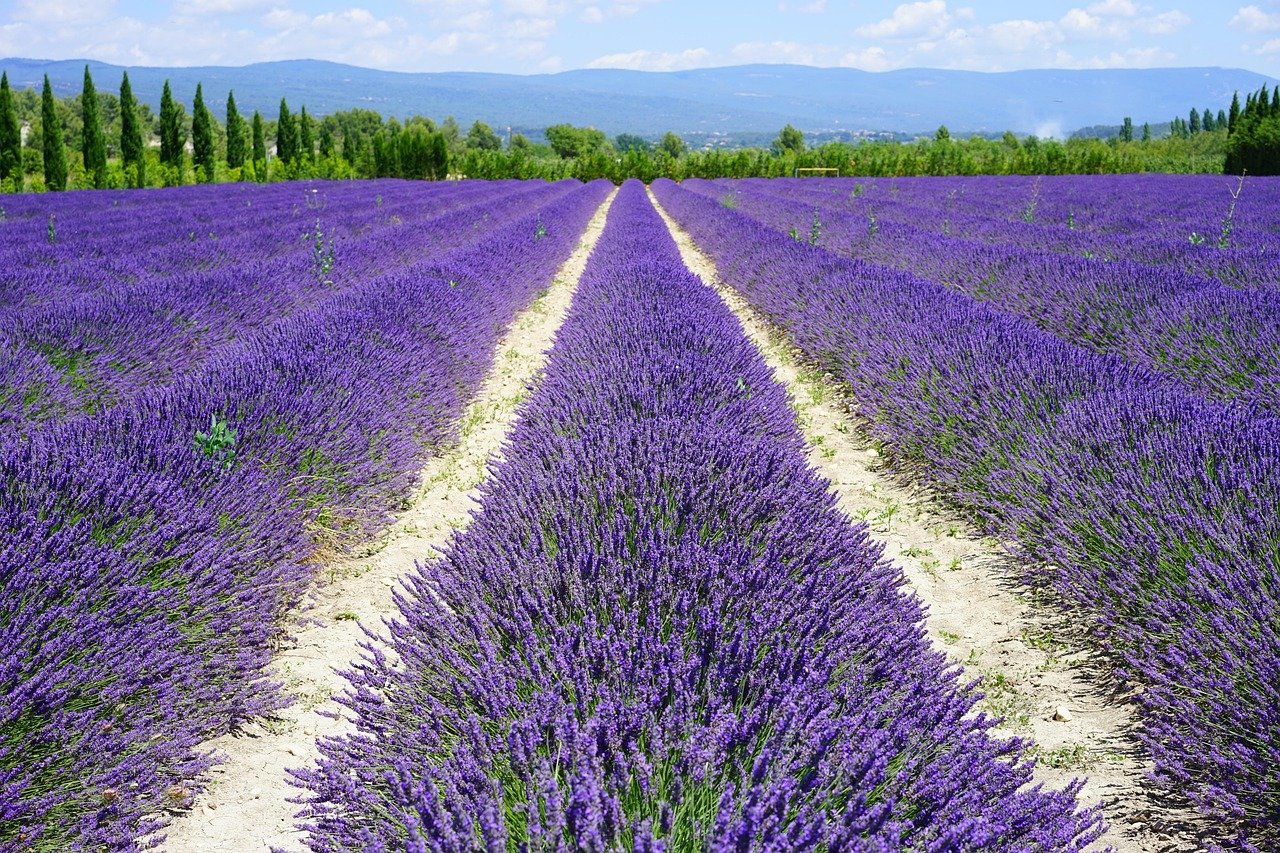 Lavender, (Albanian)