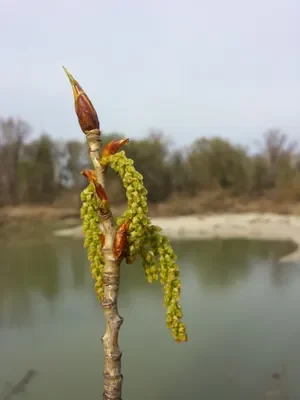 Poplar Bud (Absolute)