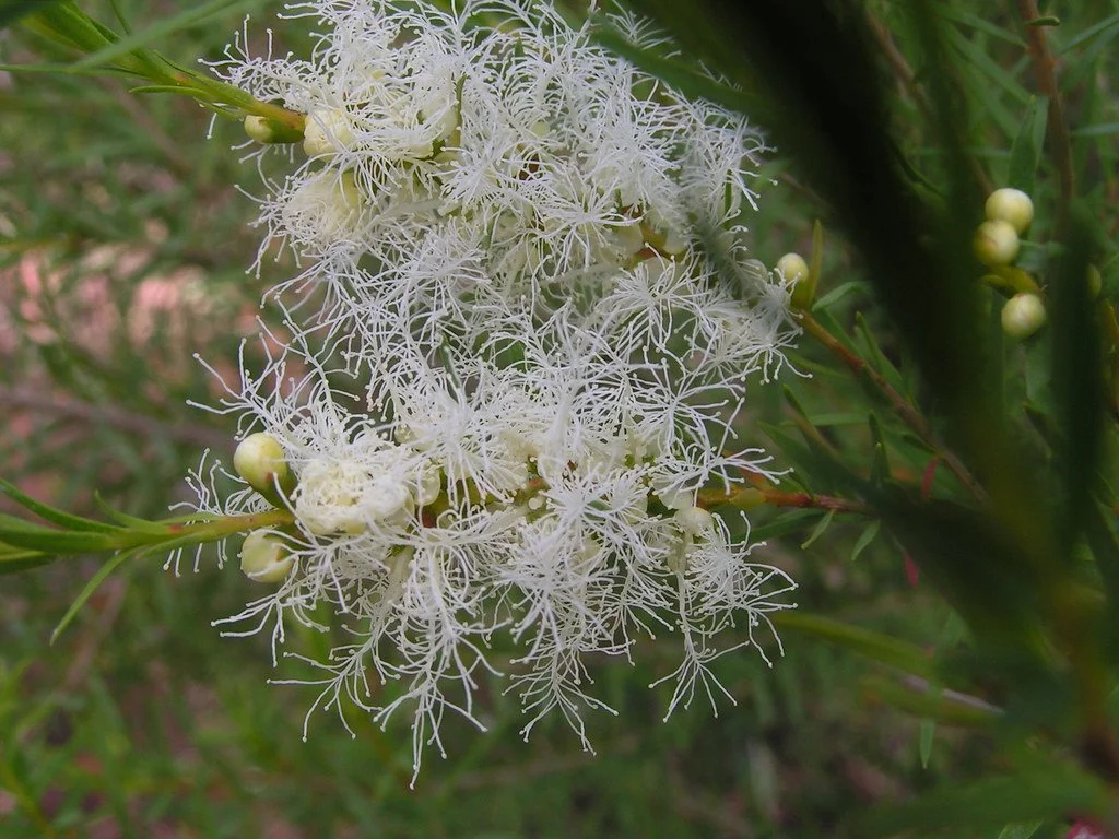 Tea Tree (Ti Tree), (Organic) (Melaleuca Alternifolia)