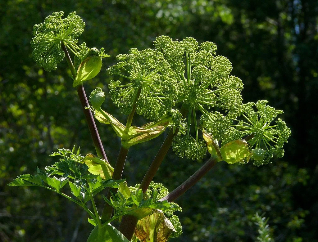 Angelica Root