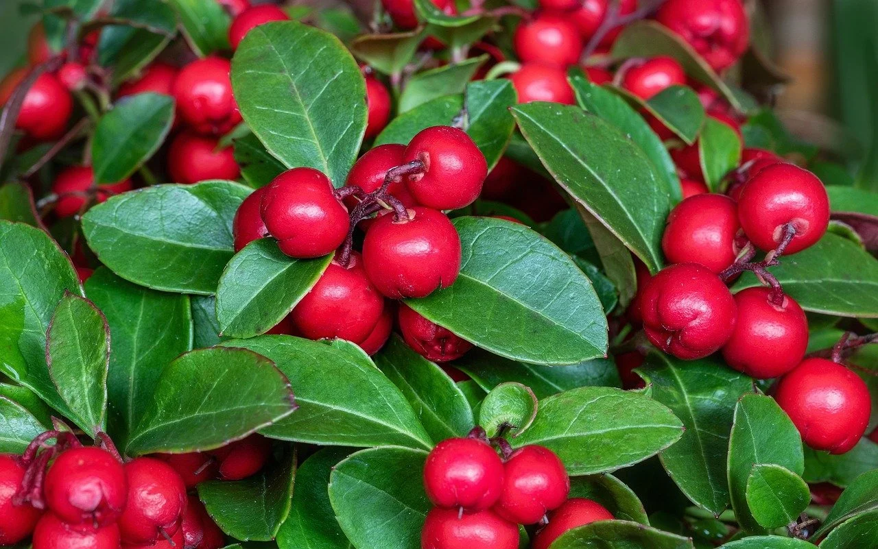 Wintergreen (Organic)