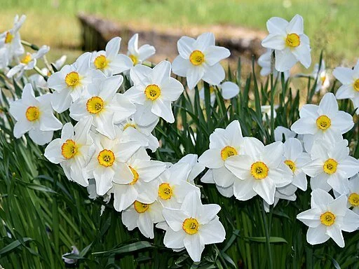 Narcissus, (Absolute)