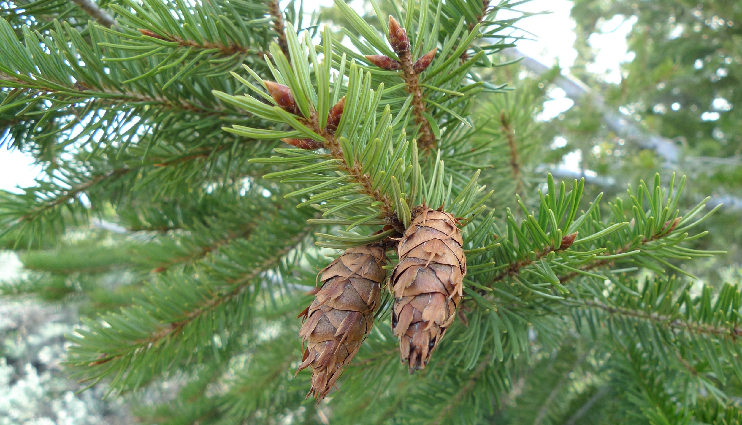 Fir, Douglas (Albania) (Organic)