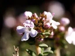 Thyme (Geraniol)