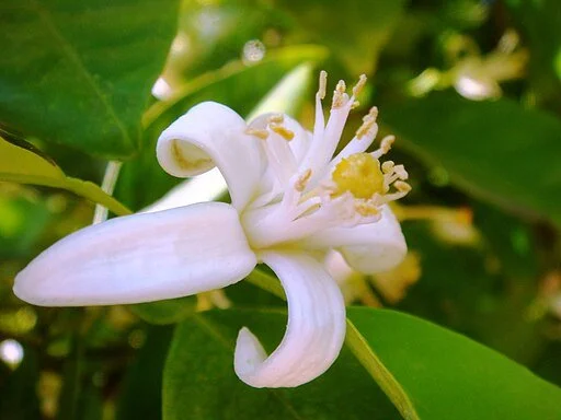 Neroli, (Orange Blossom), (Egypt)
