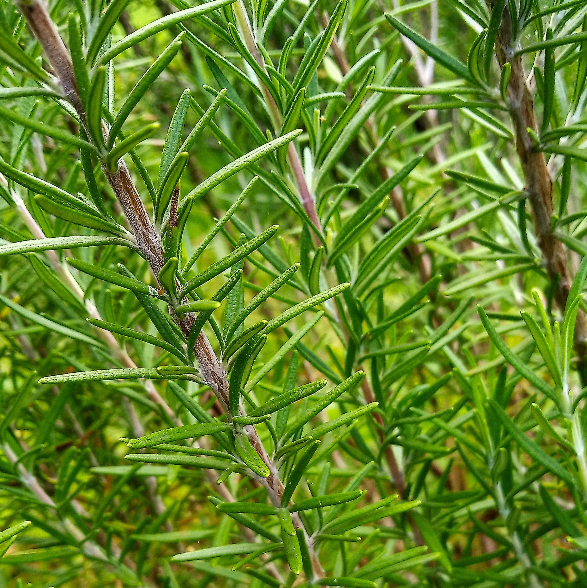 Rosemary (Cineole) (Organic)