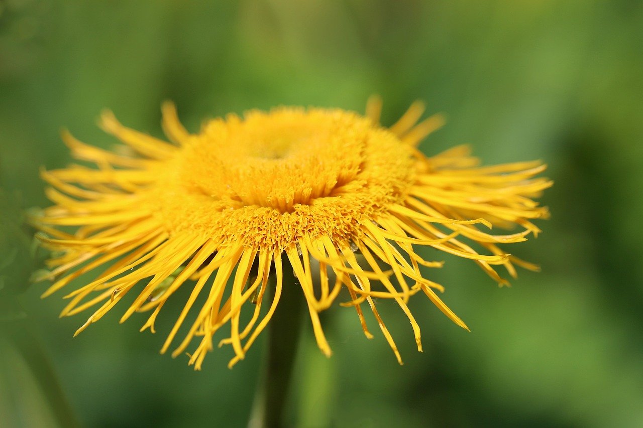 Inula Graveolens (Organic)