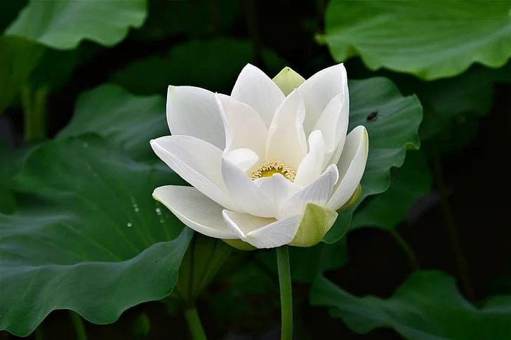 Lotus, White, (Absolute)