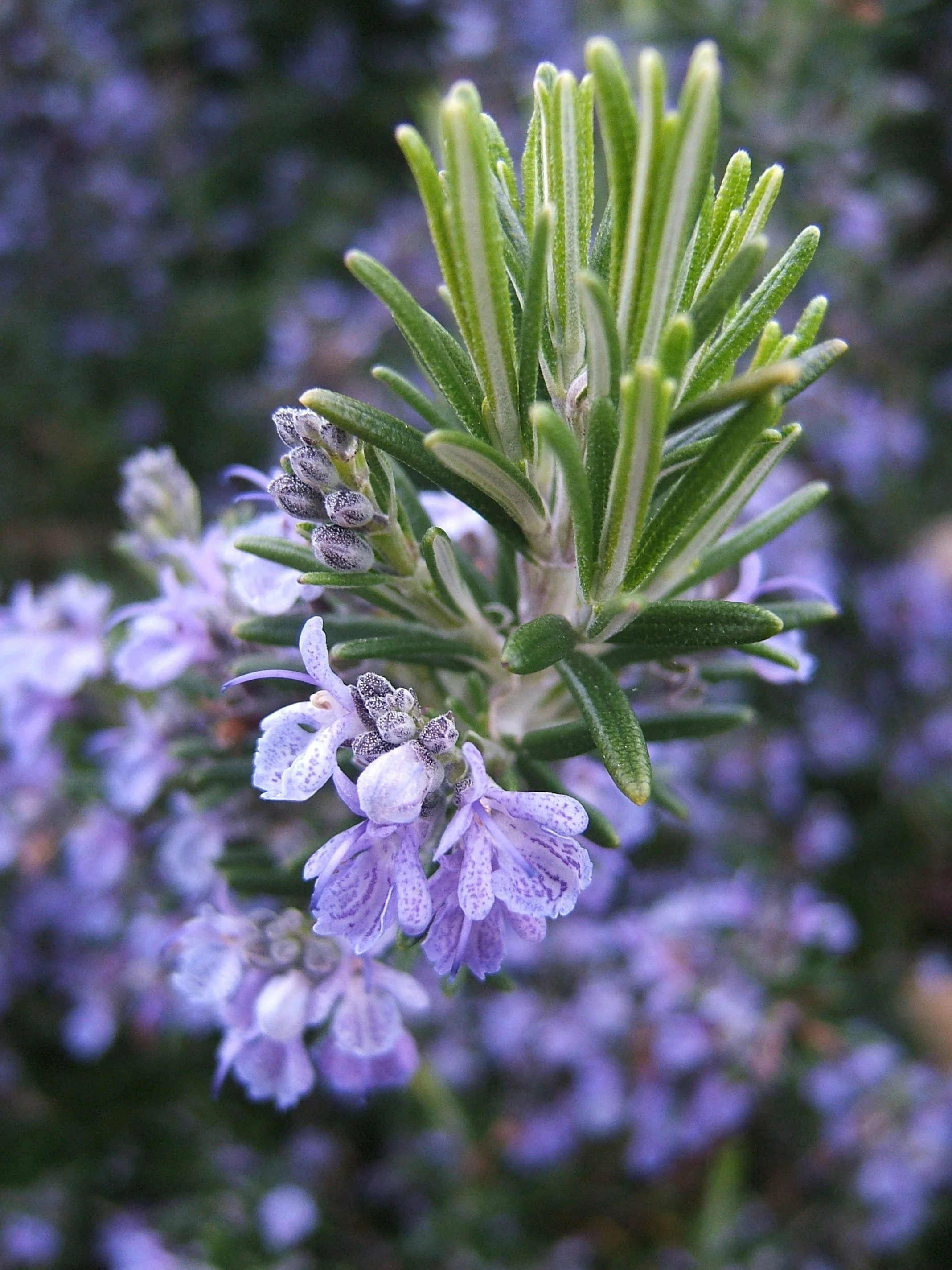 Rosemary (Hi Camphor)