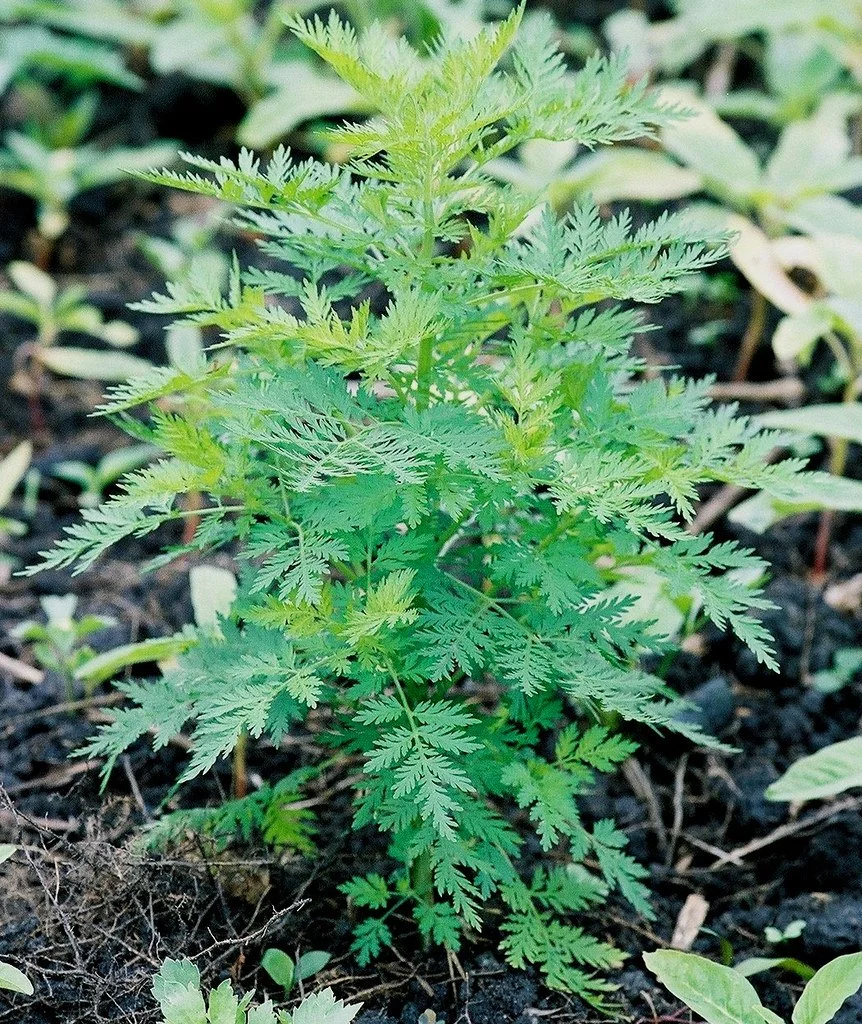 Artemisia Annua (Sweet Annie)