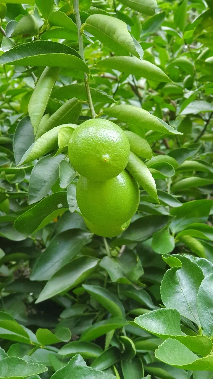 Lime Mexican (Cold Pressed)