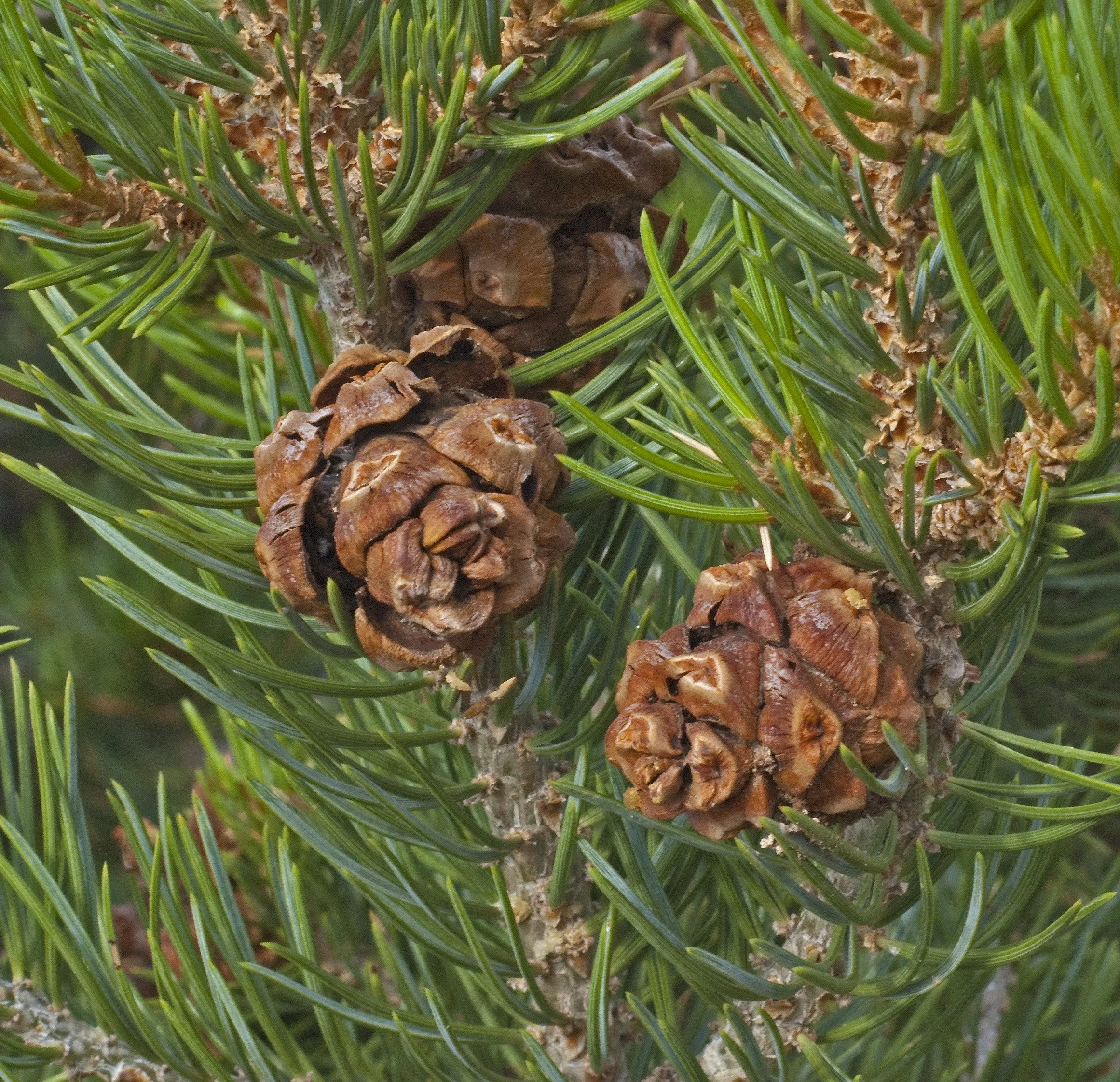 Pine (Pinon)