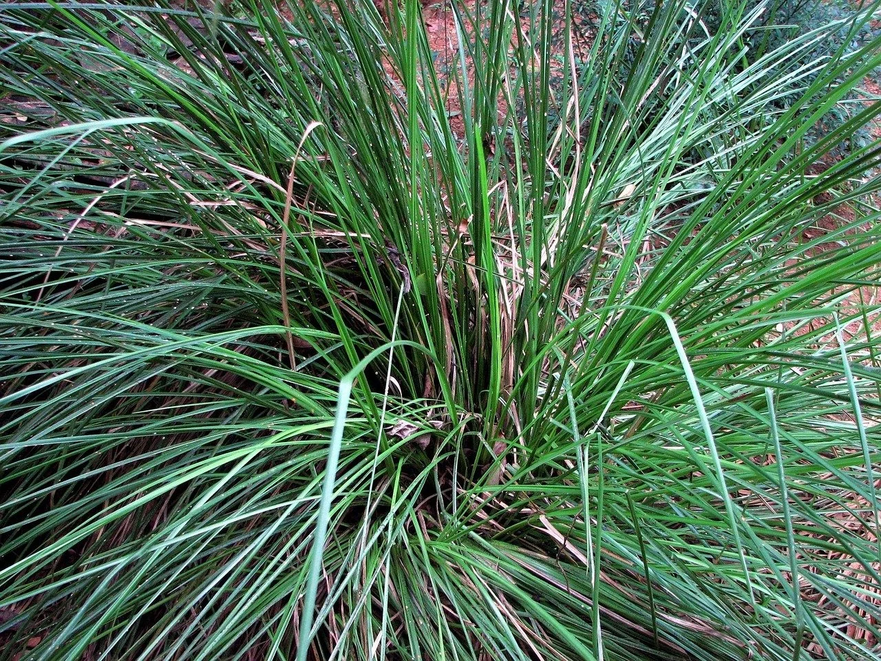 Vetiver (Vetivert)