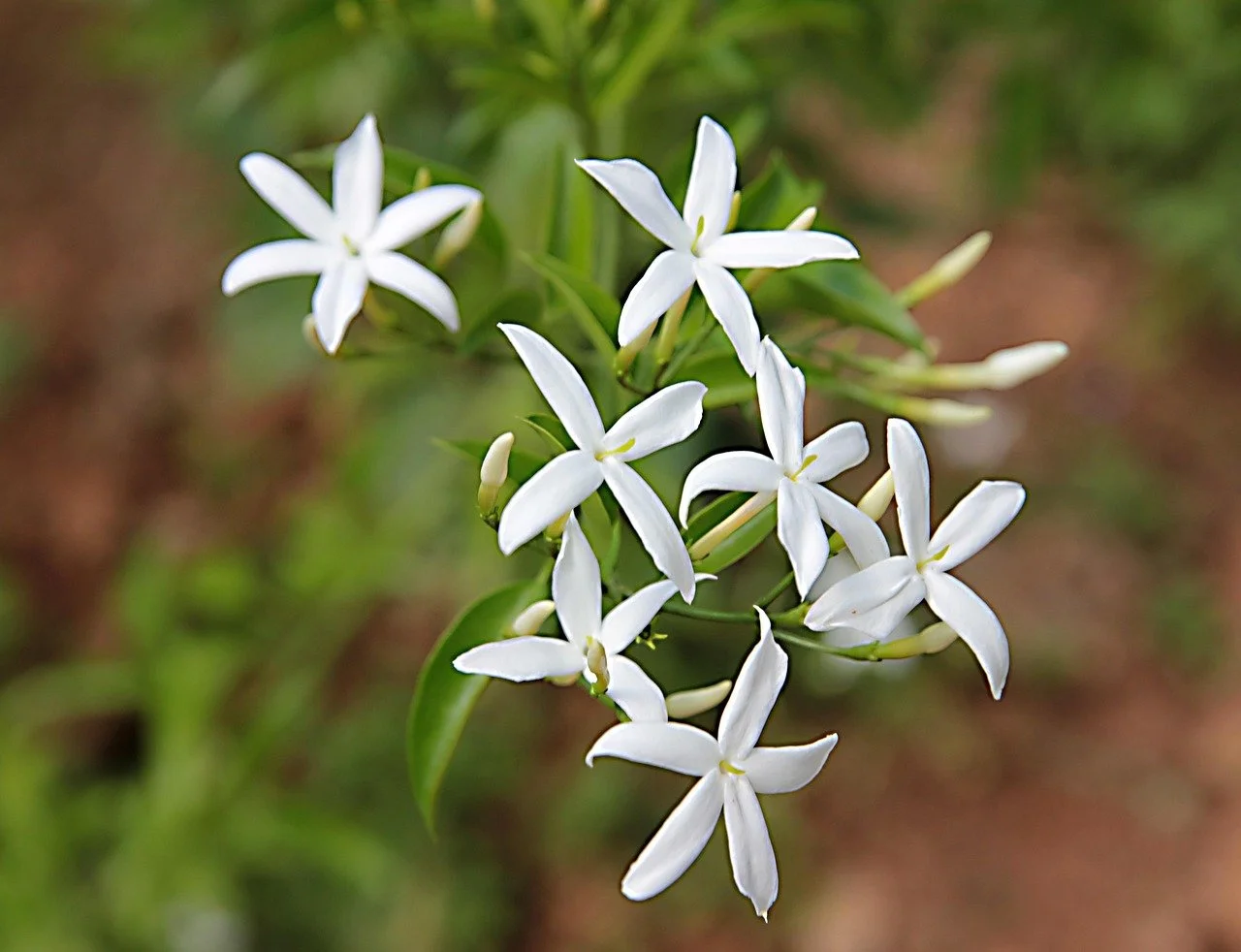 Jasmine (Grandiflorum) (Absolute) (Egypt)