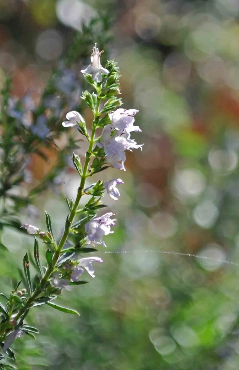 Mountain Savory, Highland