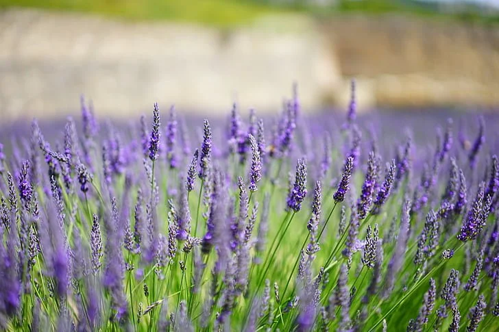 Lavender, (Greece)