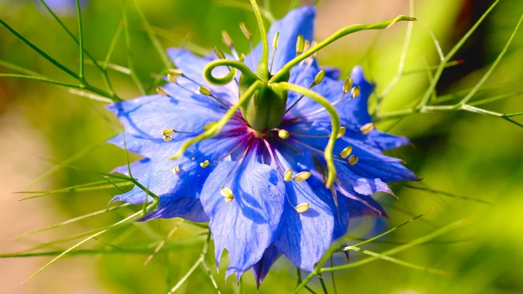 Cumin (Black) Seed Oil