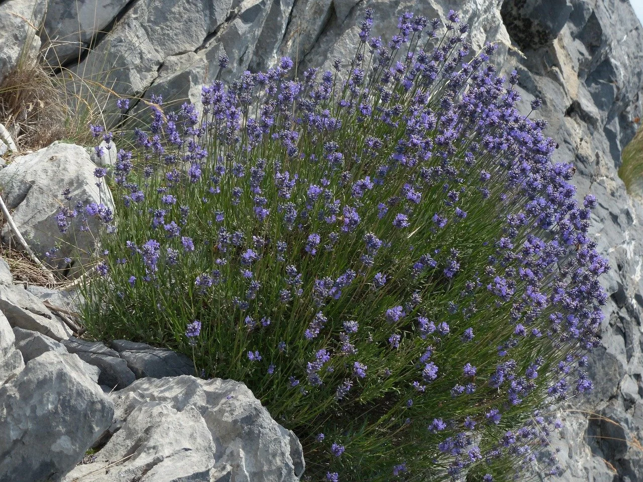Lavender, (Highland) 1400m