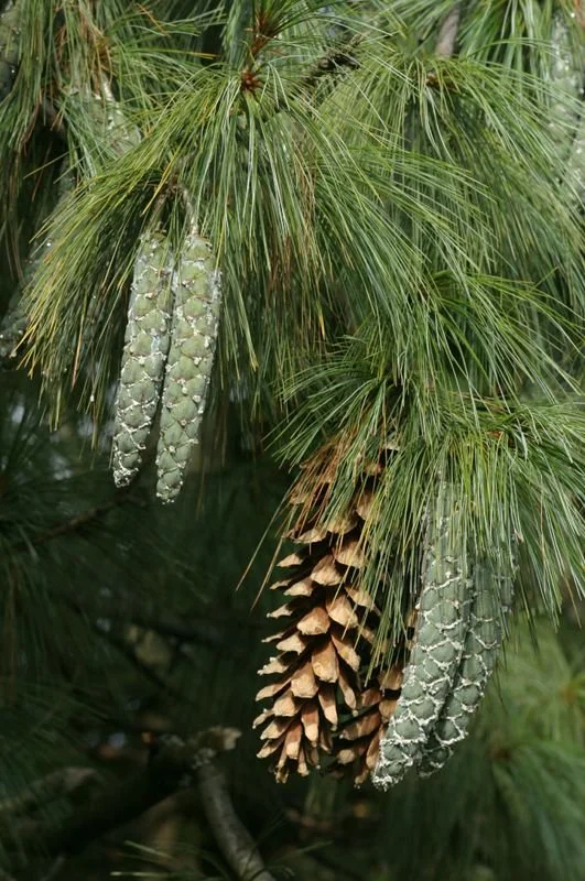 Pine (White) (Cones Only)