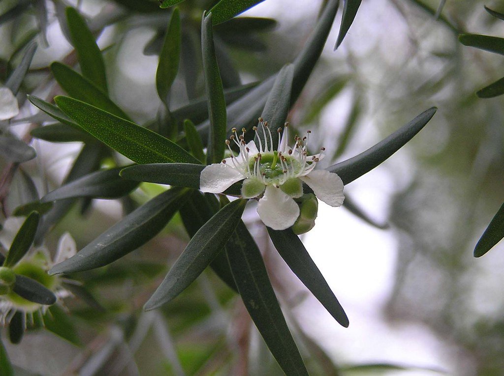 Tea Tree (Lemon) (Organic)