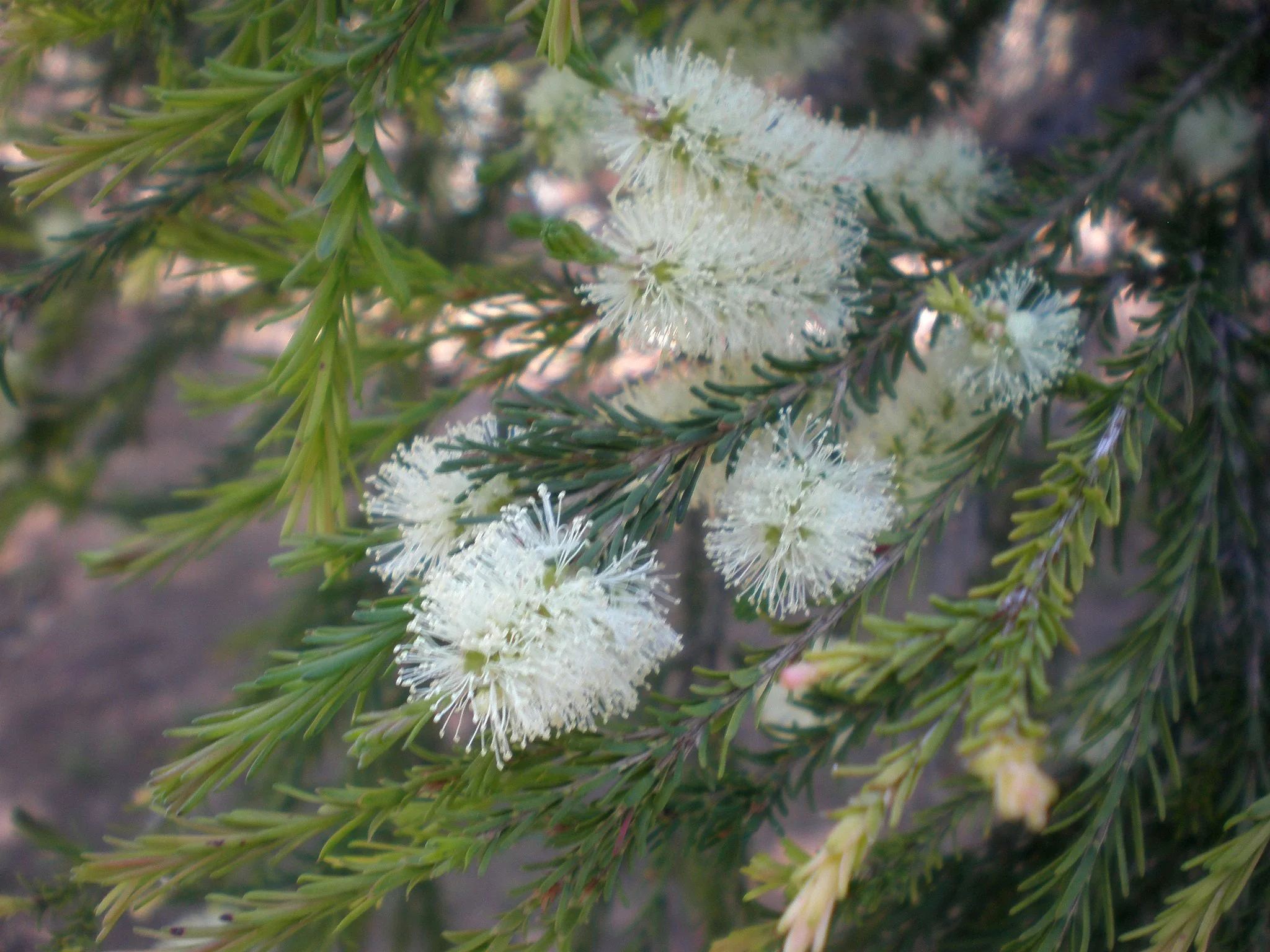 Rosalina (Melaleuca Ericifolia)