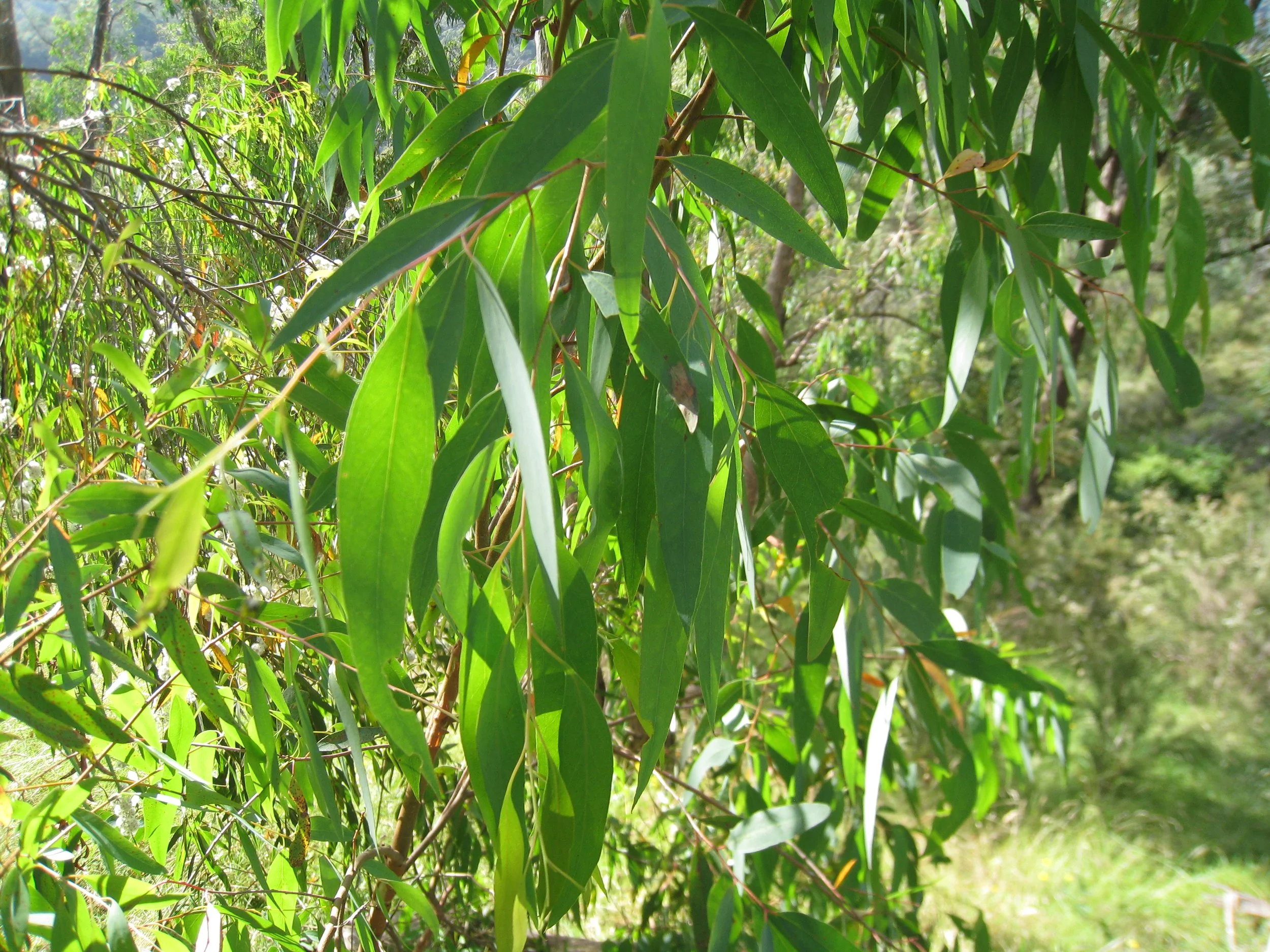 Eucalyptus, (True)