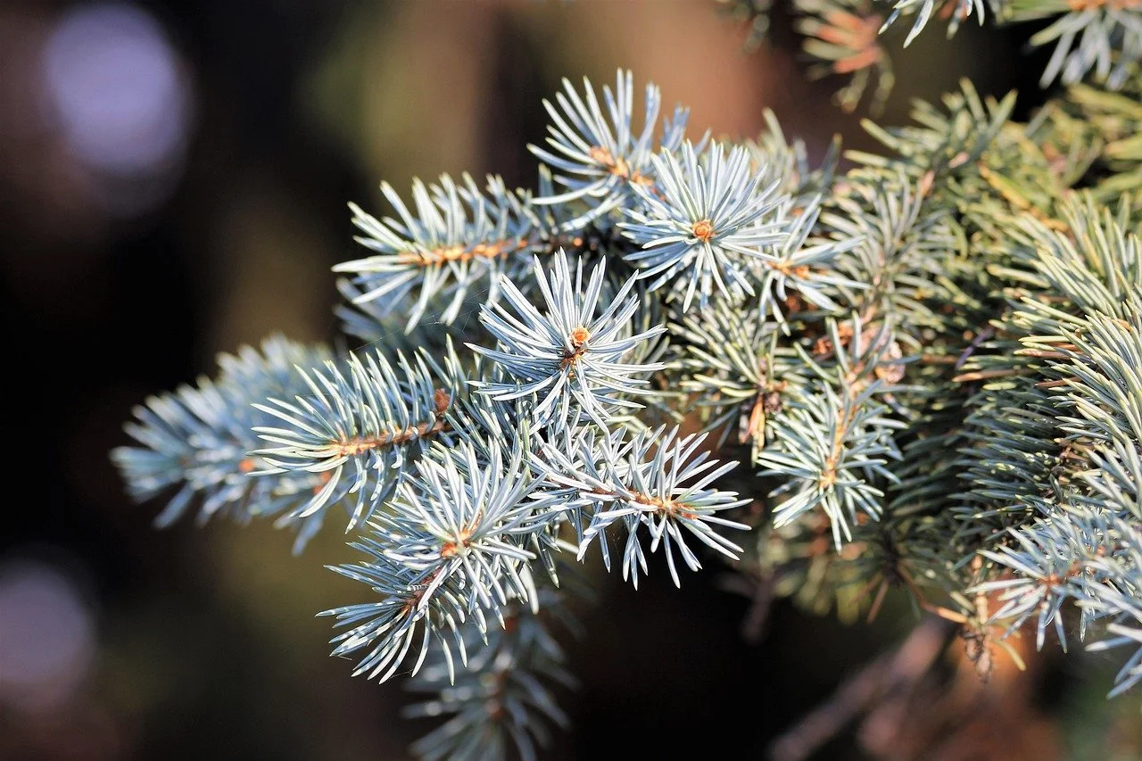 Fir Needle, (Siberian Sliver)