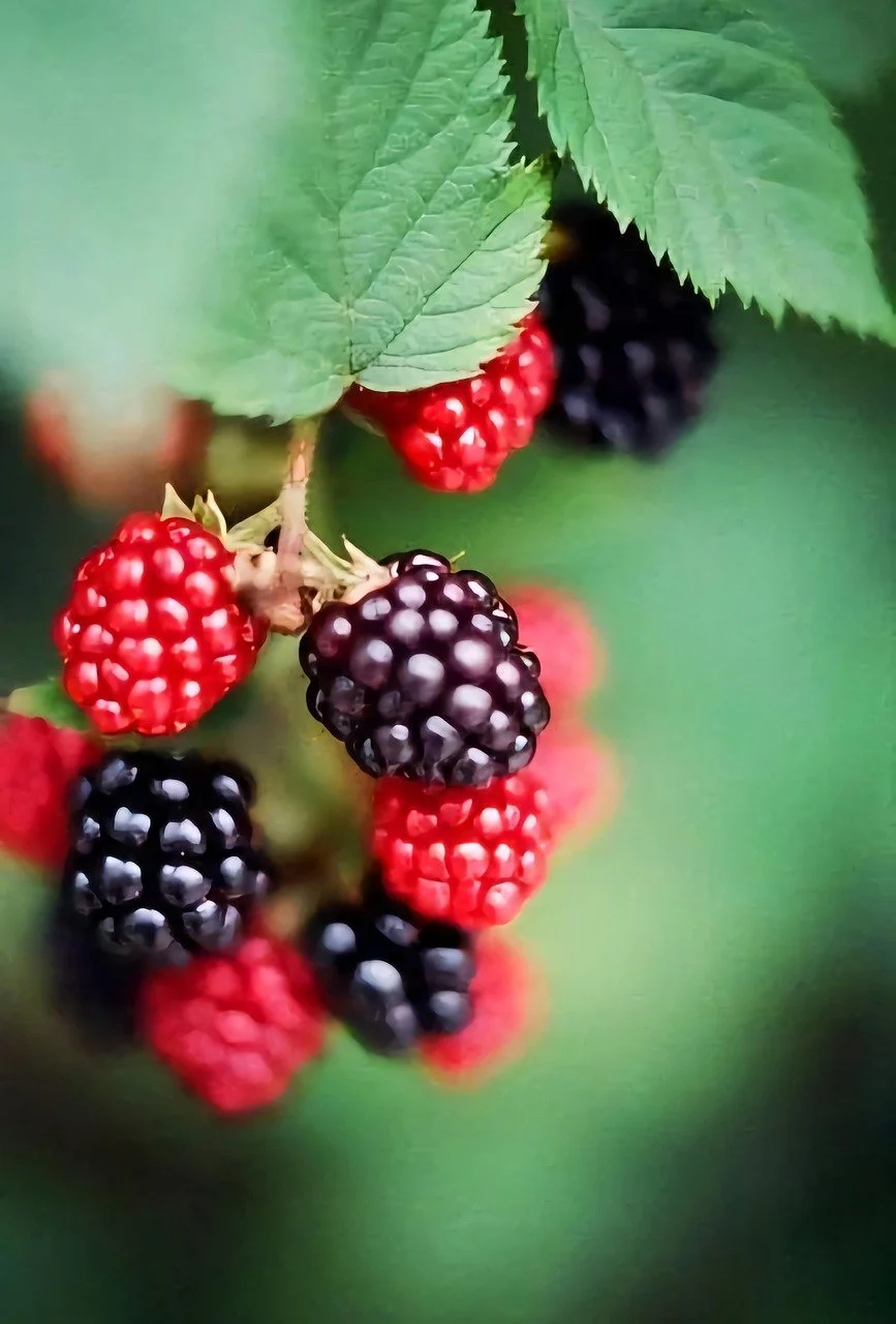 Blackberry Seed Oil (Organic)