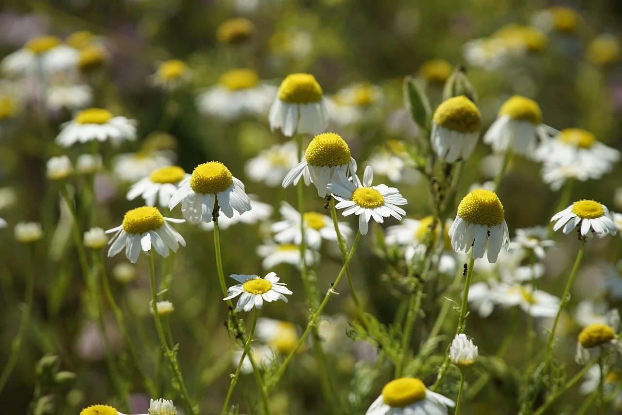 Chamomile, (Roman) (Organic)