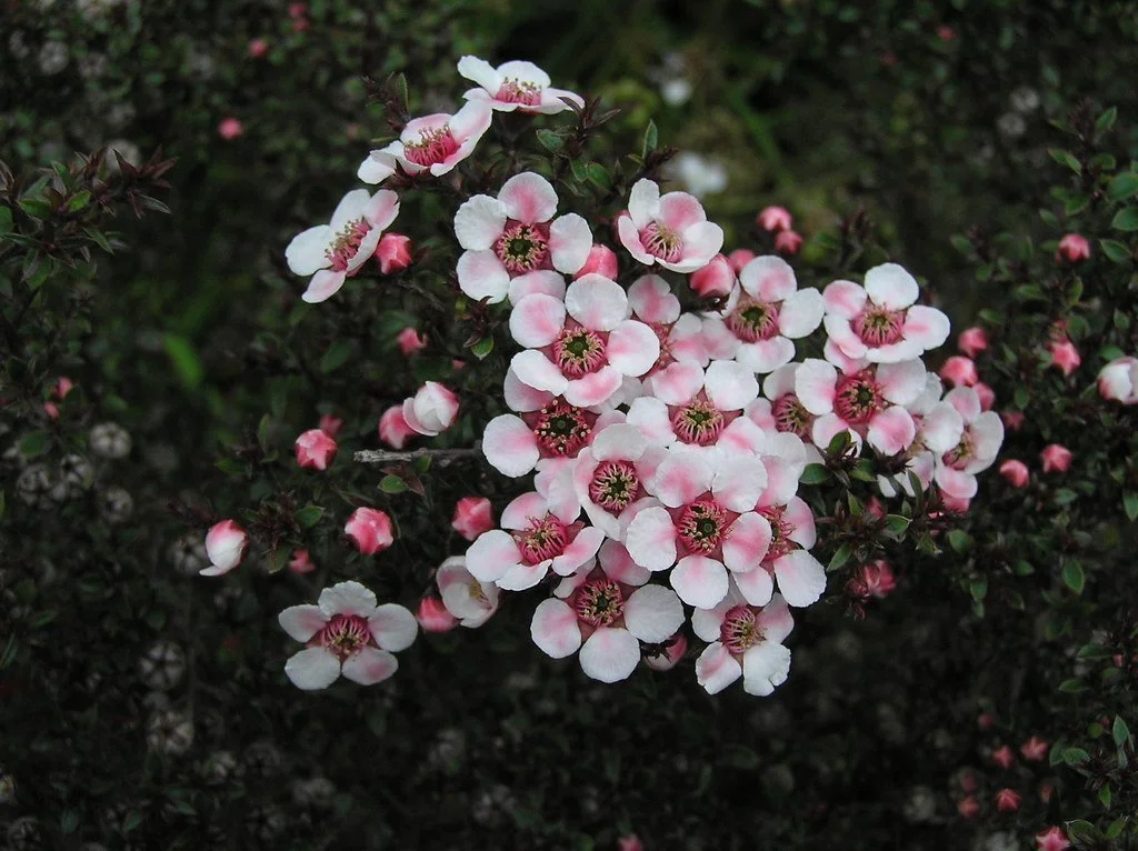 Manuka, (Leptospermum)