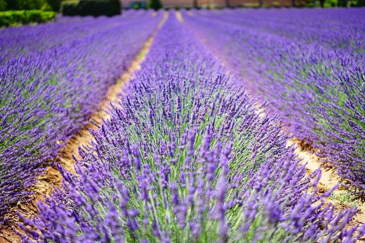 Lavender, (Bulgaria)