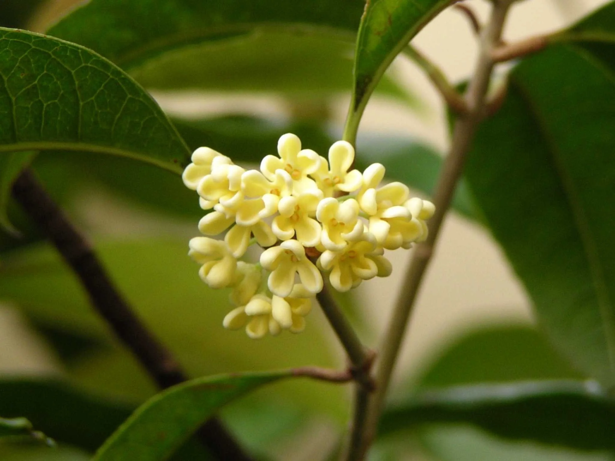 Osmanthus (Absolute) French