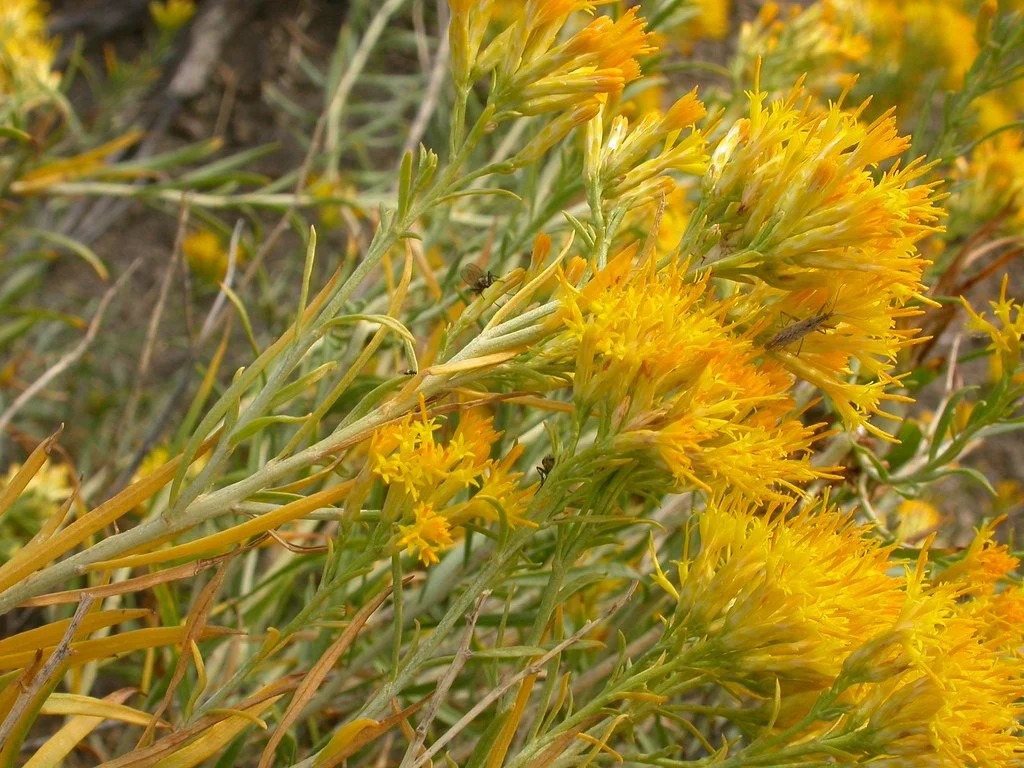 Rabbit Brush