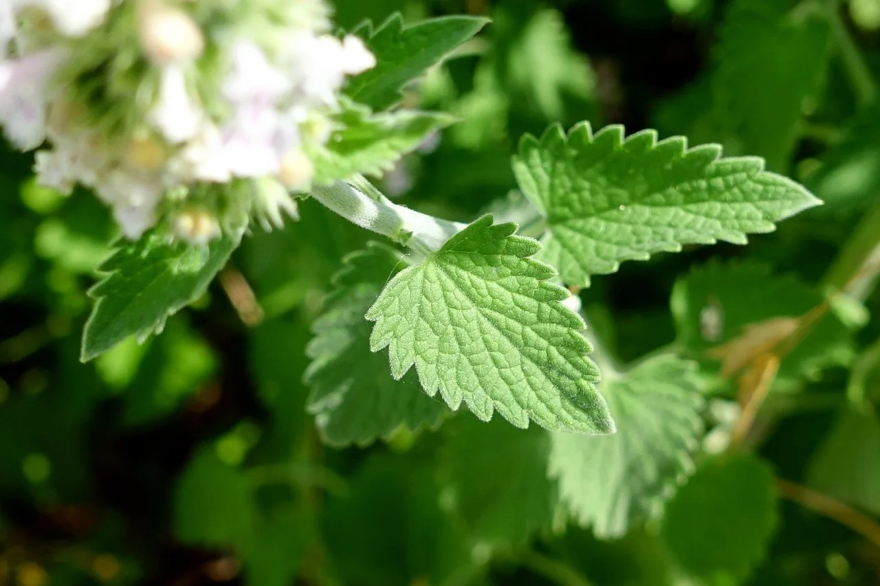 Catnip, (Nepeta Cartaria)