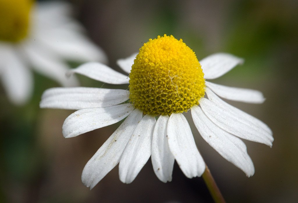 Chamomile, (Blue) (Germain)