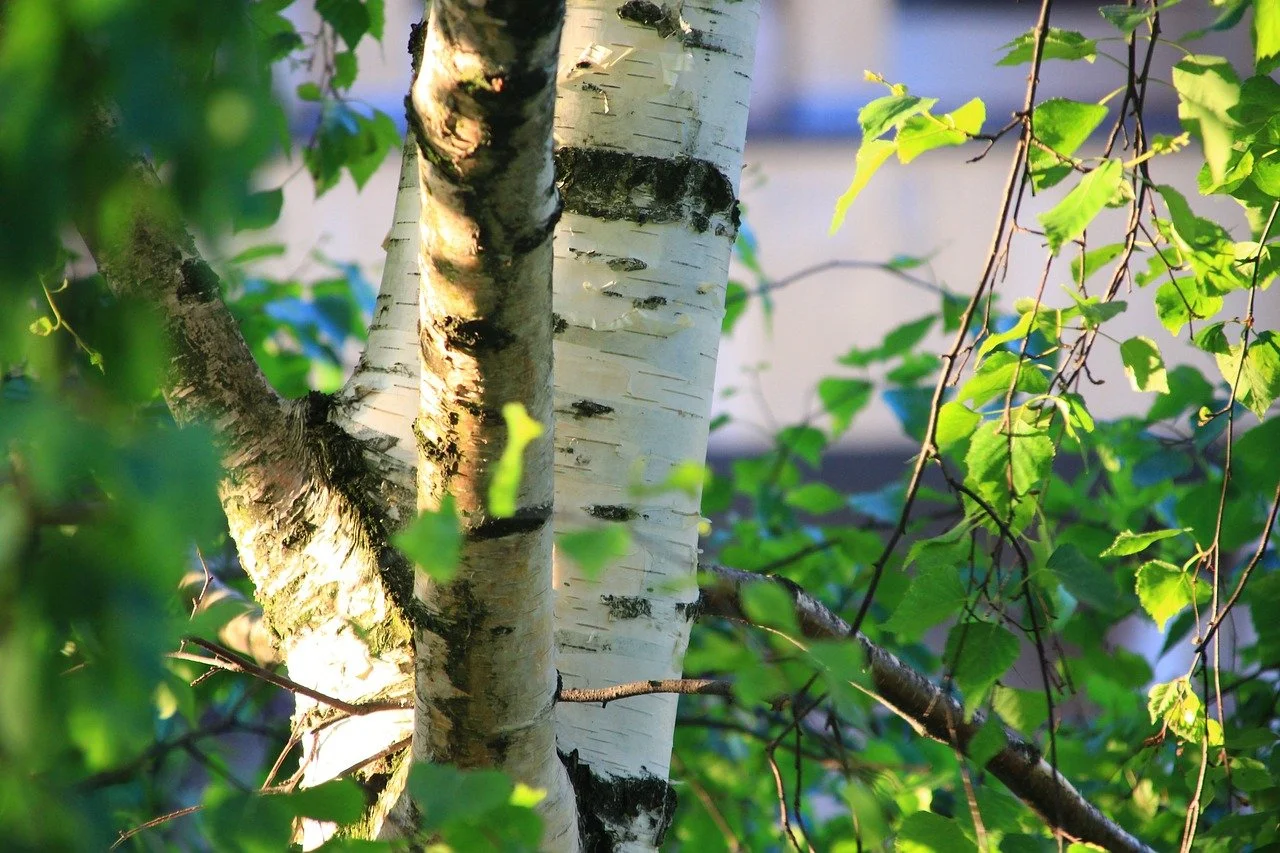 Birch, Sweet (Russia)