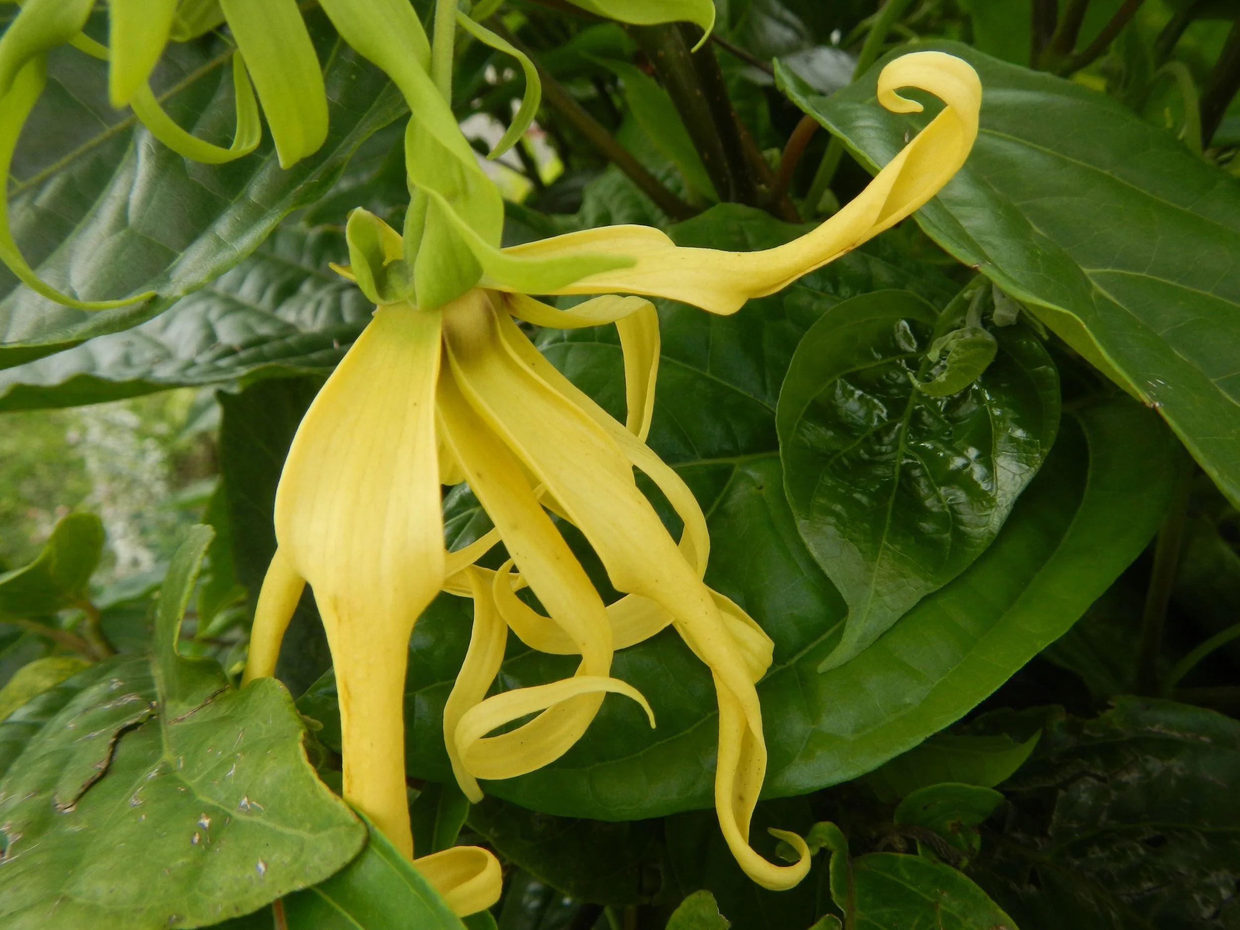 Ylang Ylang (Complete) Organic