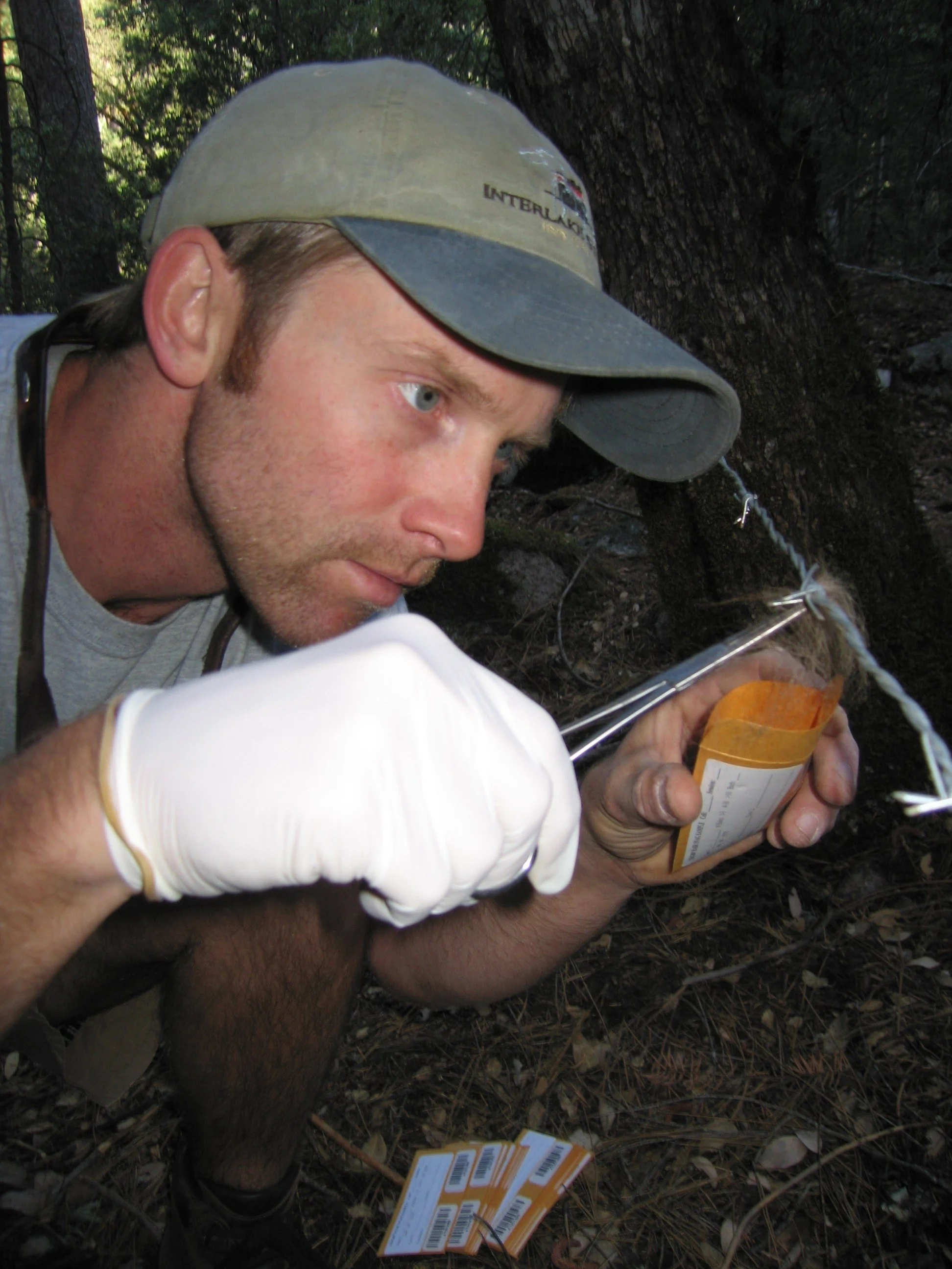Person collecting bear hair