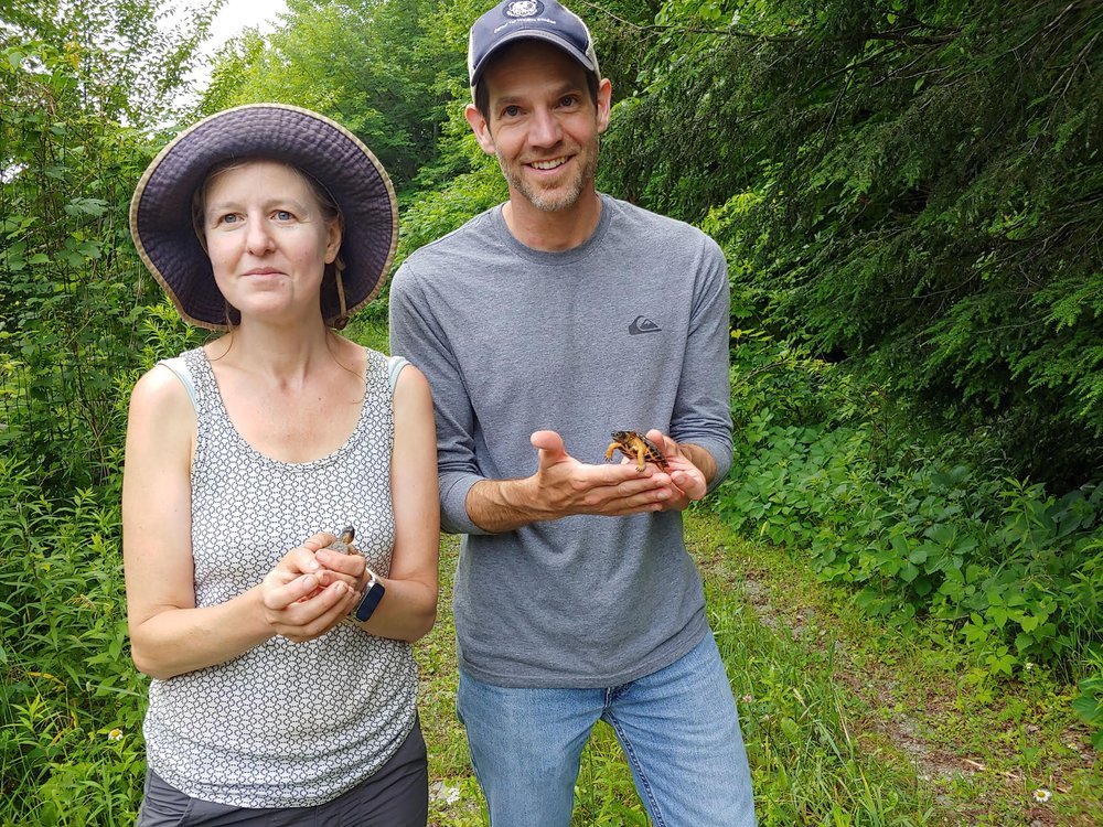 Principal Investigators of the Maine Wood Turtle Project, Drs. Matt Chatfield and Cheryl Frederick, about to release hatchlings back into the wild.
