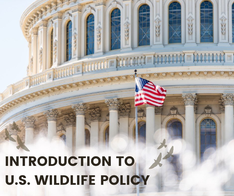 How do U.S. wildlife policies impact wildlife management initiatives? 

Register for our new Introduction to U.S. Wildlife Policy online course to explore the motivations, creation, implementation, and enforcement of wildlife policies, and gain insig